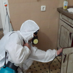 Дезинфекция от муравьев в квартире в Воркуте